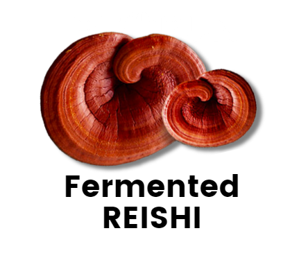 Fermented Mushroom Blend